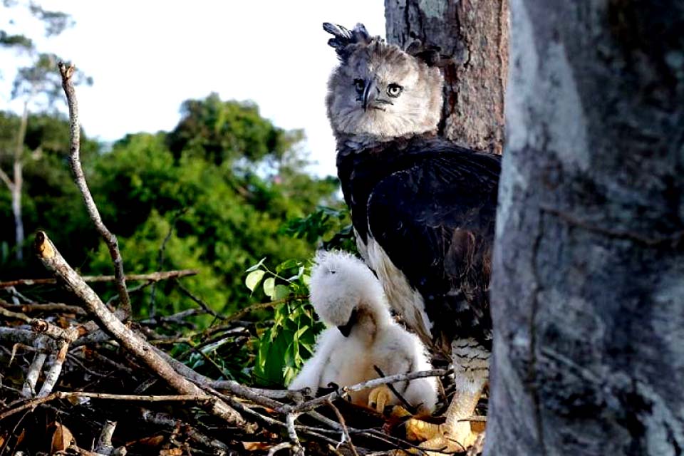 Filhote da maior ave de rapina do Brasil é monitorado em Rondônia; voluntários lutam para salvar espécie