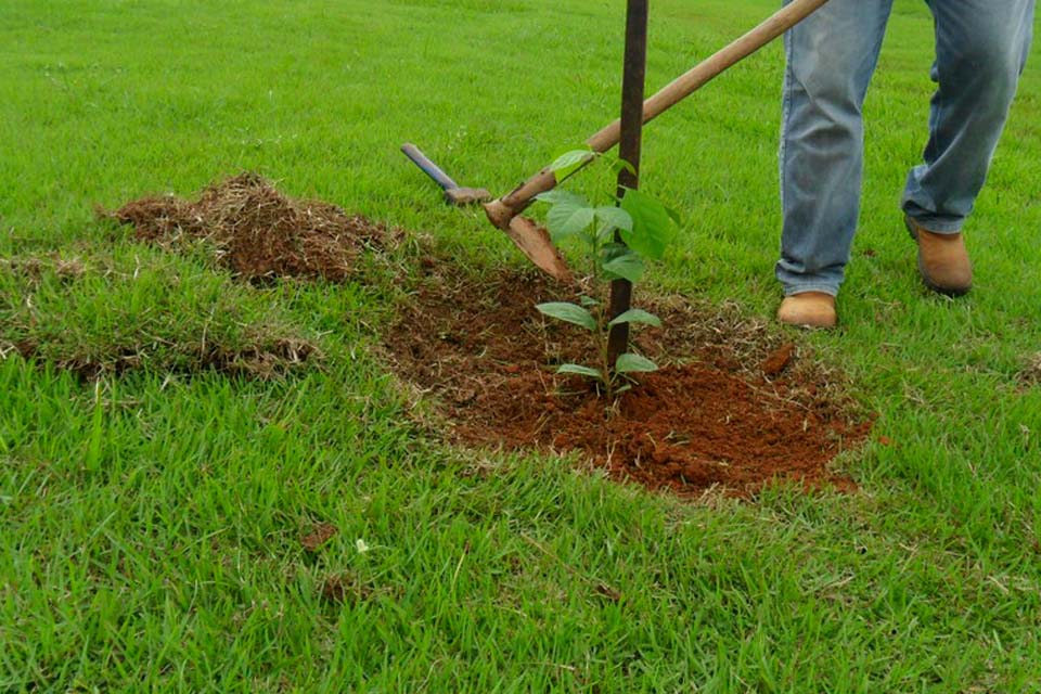 Mudas de ipês recém plantadas estão sendo depredadas na Estância Turística