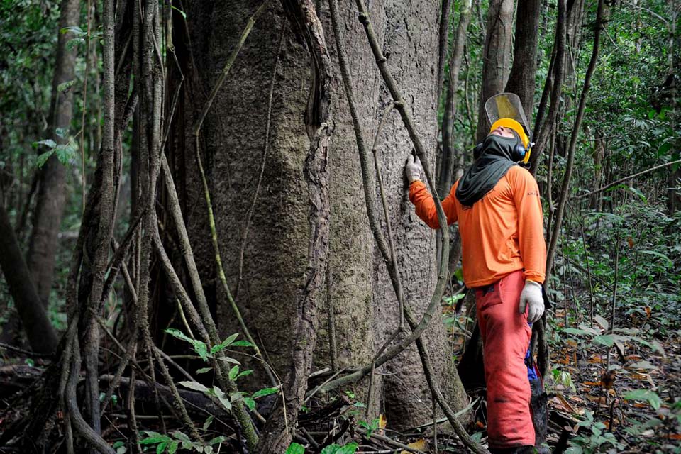 Governo estuda concessão de cinco áreas florestais no Amazonas