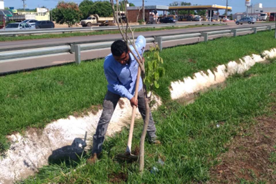 Secretaria Municipal de Meio Ambiente realiza manutenção dos Ipês ao longo da 30 de Junho