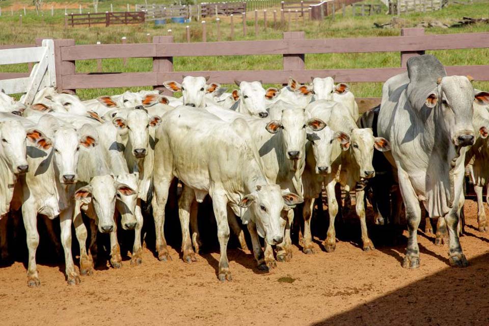 Agências de Defesa Agropecuária de Rondônia, Acre e Amazonas traçam estratégias para ações na tríplice fronteira