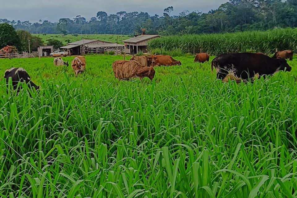 Nota Técnica orienta produtores sobre possíveis riscos da infestação de lagartas nas áreas de pastagens e lavouras