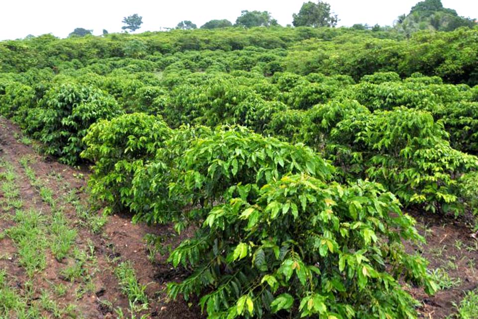 Programa “Plante Mais” vai incentivar aumento da produção cafeeira e cacaueira em Rondônia