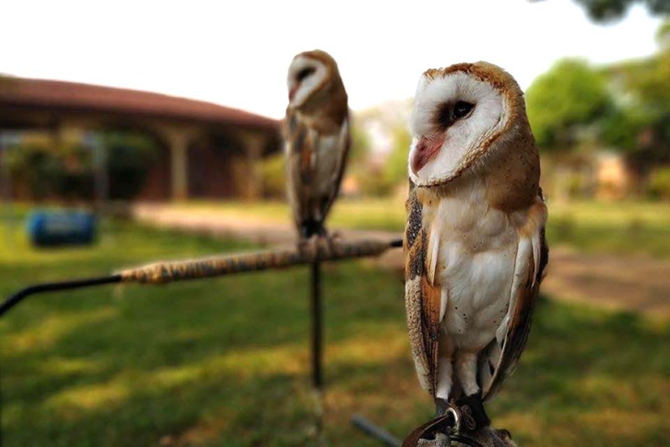 No Dia da Amazônia, Semma revela soltura de animais selvagens que foram acolhidos na Prefeitura