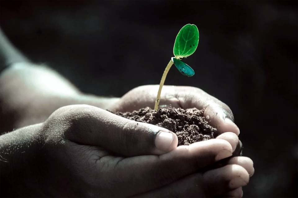 Grão-de-bico é cultivado em solo lunar pela primeira vez