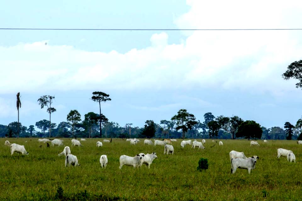 Unidades da Idaron iniciam inquérito epidemiológico que avaliará prevalência da brucelose e tuberculose bovina no estado