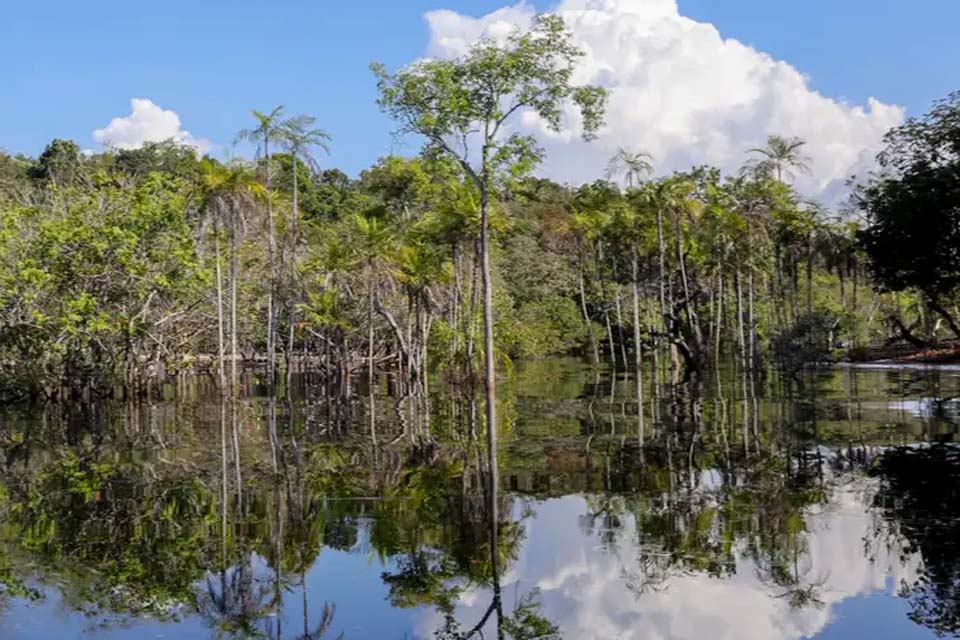 Cientistas desenvolvem tecnologia para desvendar florestas tropicais