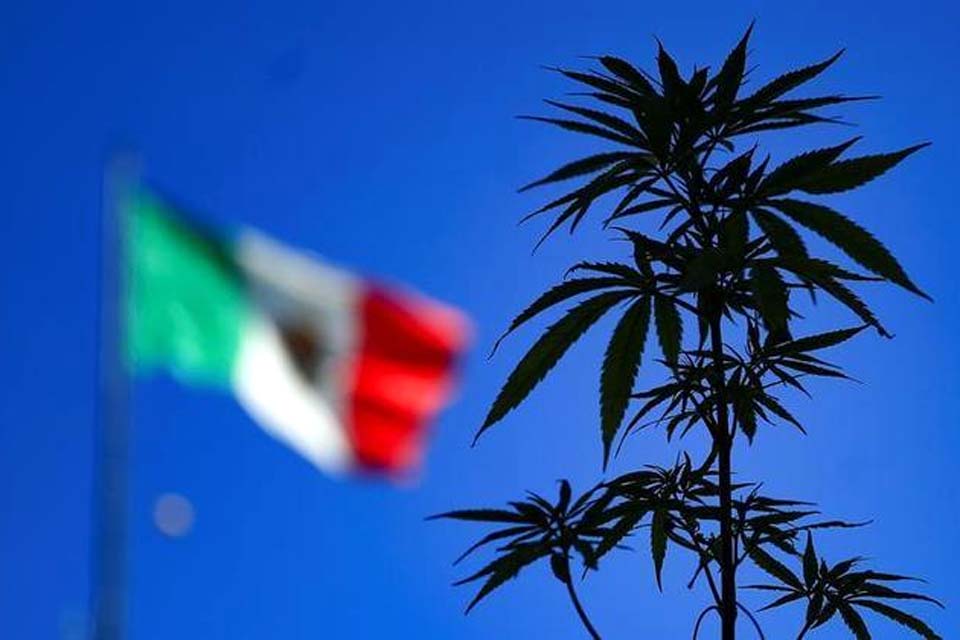 Congresso do México aprova lei que legaliza a maconha