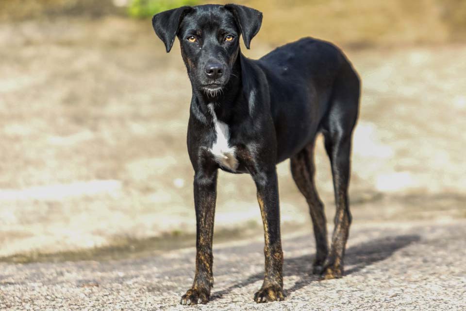 Campanha para imunizar cães e gatos em Porto Velho começa nesta segunda-feira (20) 