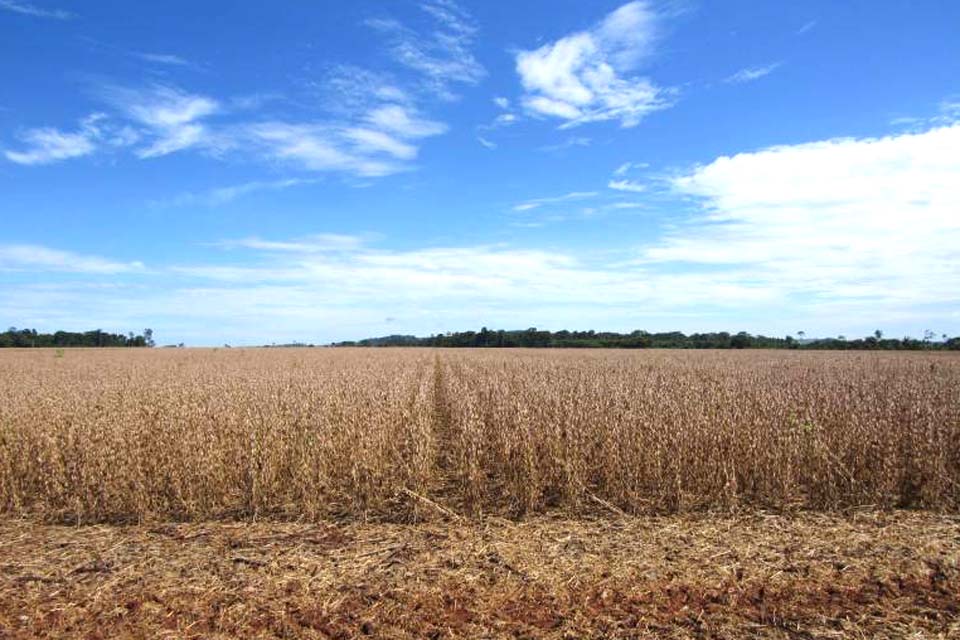 Cinco municípios rondonienses concentram metade da produção de soja do Estado