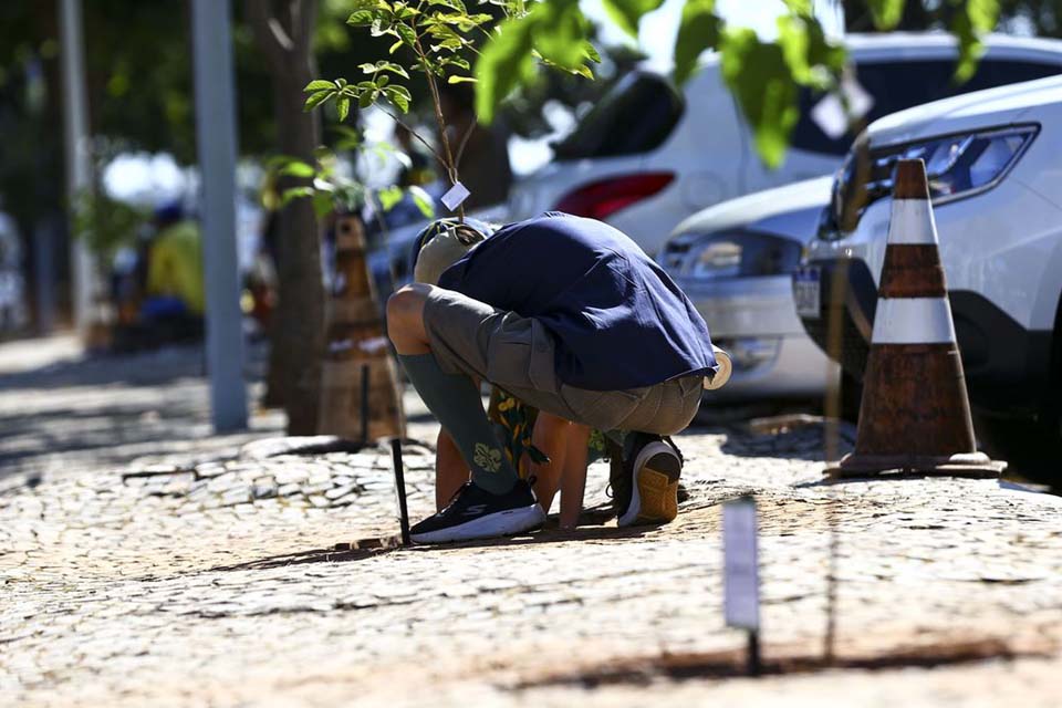 Programa de sustentabilidade do Planalto planta ipês em estacionamento