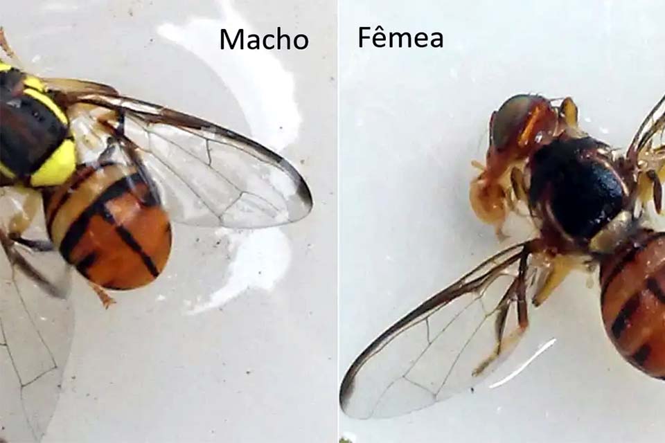 Mosca-da-carambola leva quatro estados à emergência fitossanitária