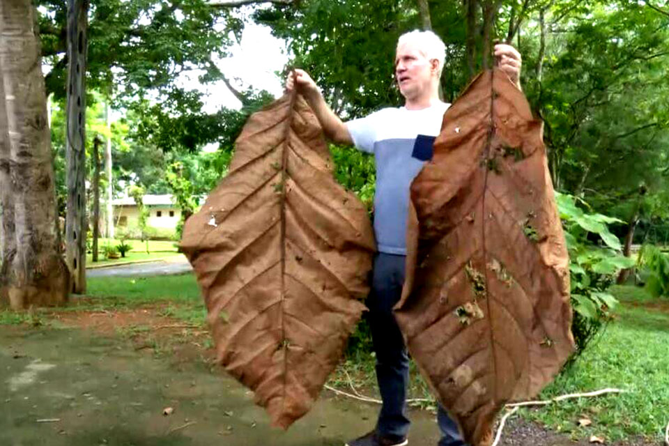 Em extinção, árvore que produz folha de 2,5m é achada em parque botânico