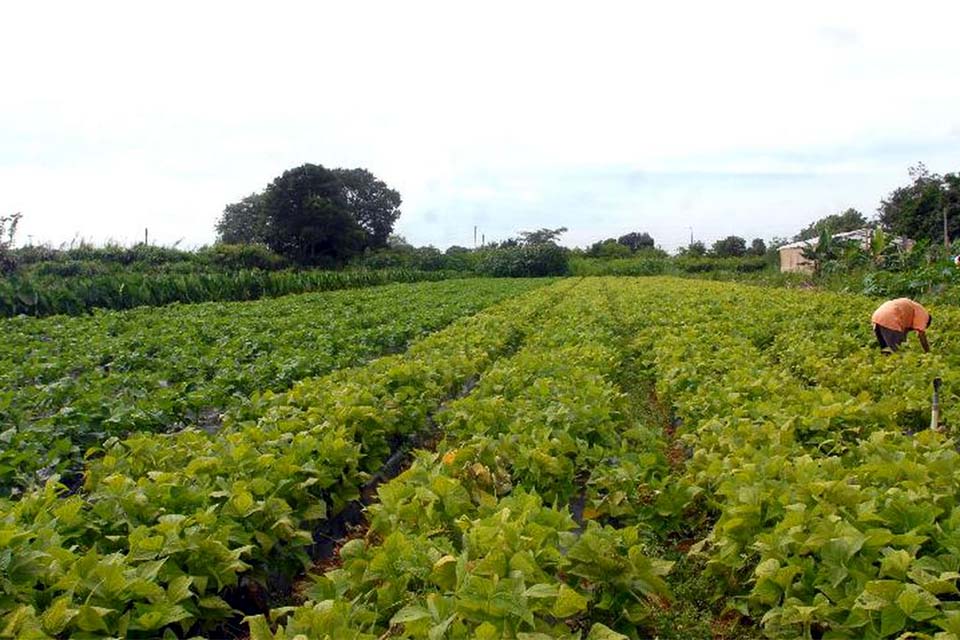 Ministério paga Garantia-Safra a 25 mil agricultores familiares