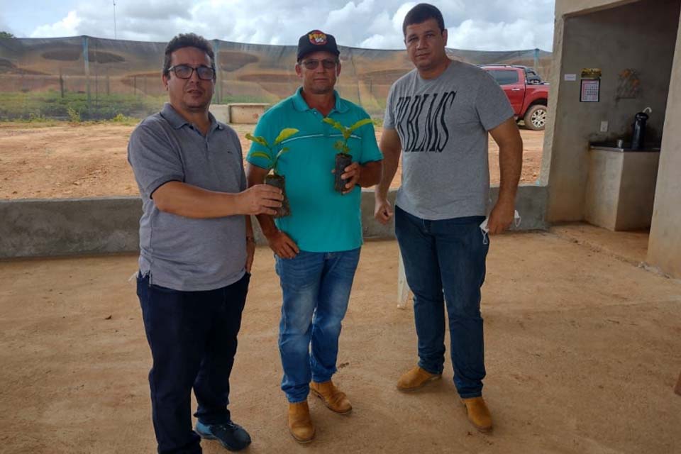 Prefeitura em parceria com a Emater, entrega mudas de café aos produtores rurais do município