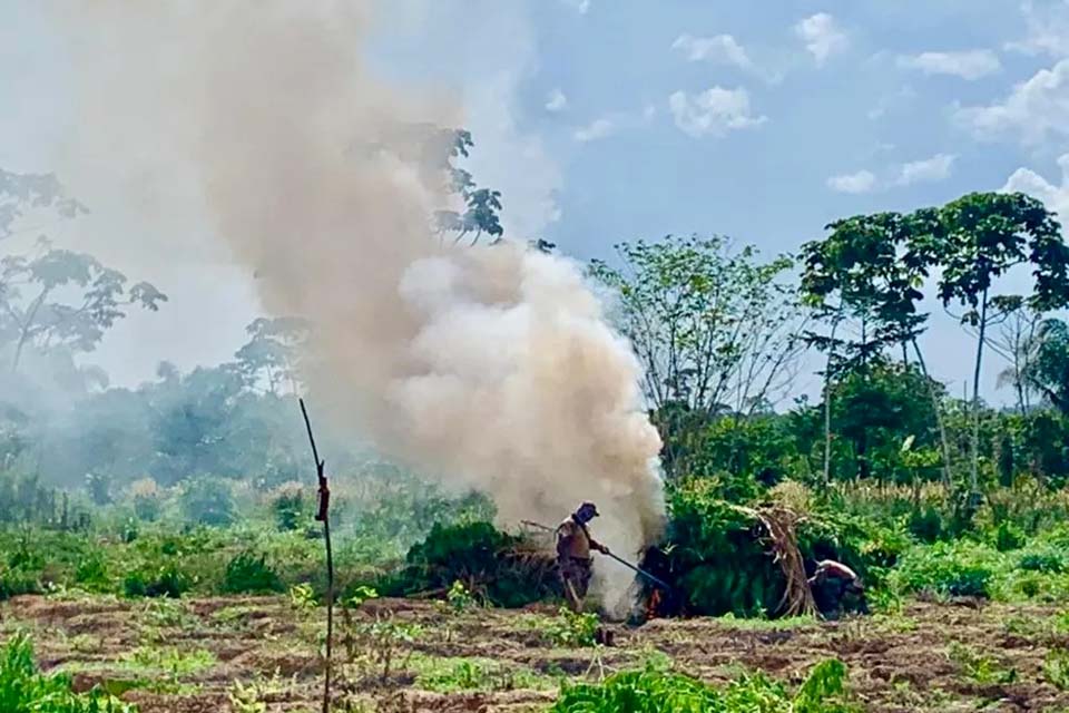 Polícia Federal destrói mais de 132 mil pés de maconha no Maranhão