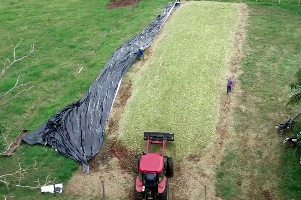 Emater reúne 500 técnicos e agricultores em webinar sobre qualidade do processamento do capim BRS Capiaçu