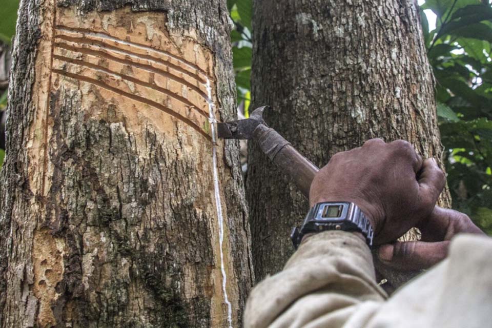 Governo de Rondônia adquire materiais e instrumentos para produtores de látex em reservas extrativistas com apoio de Projeto