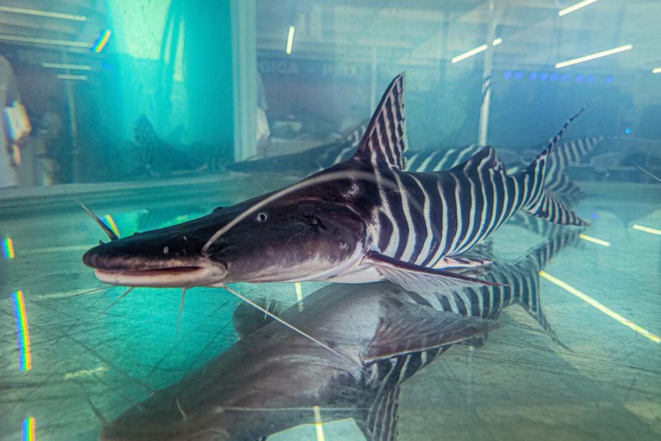 Tecnologia em laboratório para reprodução de peixes amazônicos é apresentada durante a Rondônia Rural Show