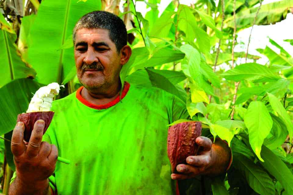 Produtor rondoniense segue orientações e plantio de cacau clonal vira referência de cultivo