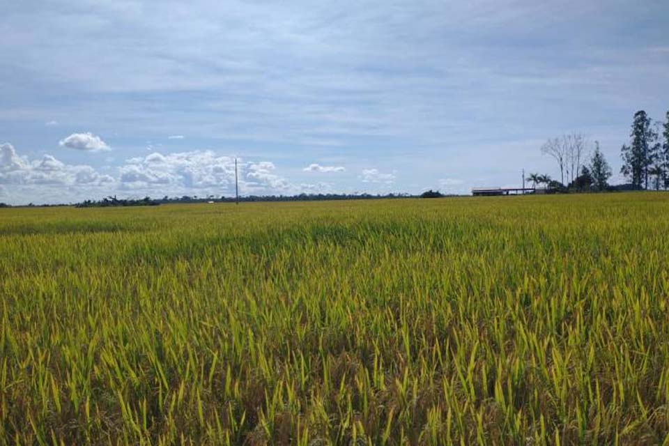 Além da soja e do milho, região volta a se destacar na produção de arroz; colheita é concluída com bons resultados