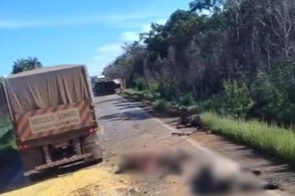 Acidente entre carretas carregadas de bois e soja causa mortes de animais