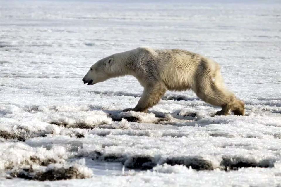 Urso polar pode ser extinto em menos de 80 anos por mudança climática, diz estudo