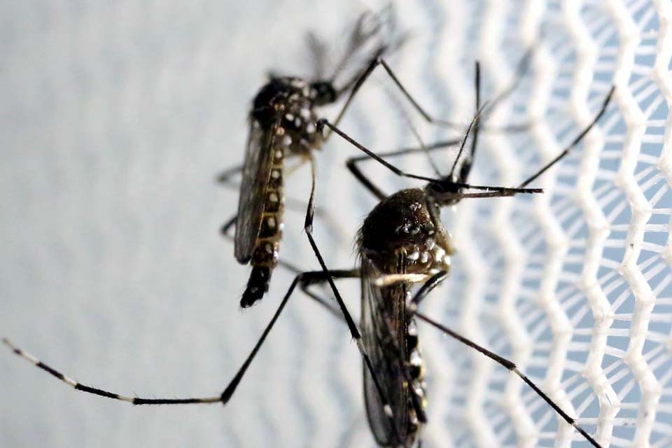 Casos de dengue caem 29,2% na cidade de São Paulo