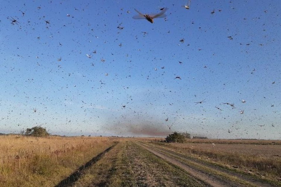 Paraguai confirma existência de nova nuvem de gafanhotos