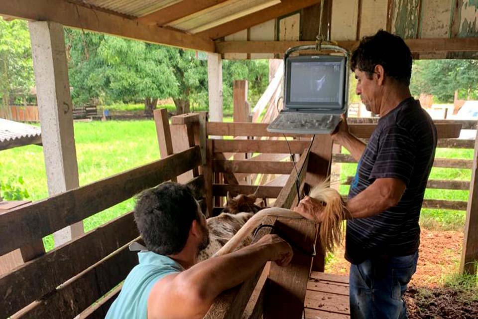 Consultoria fortalece cadeia produtiva do leite em mais de 2 mil pequenas propriedades rondonienses