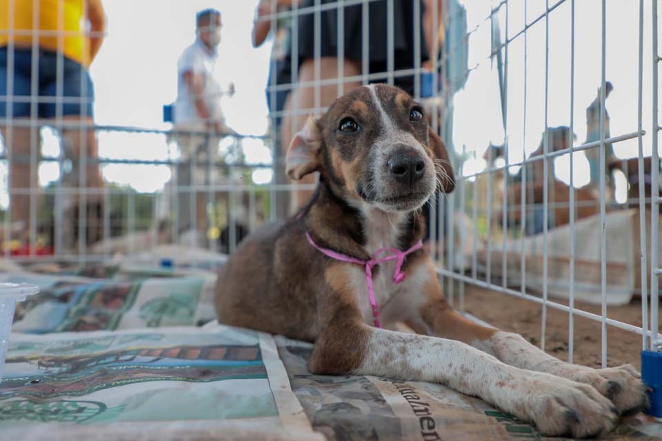 Porto Velho auxilia ONGs de bem-estar animal com doação de 5 mil quilos de ração