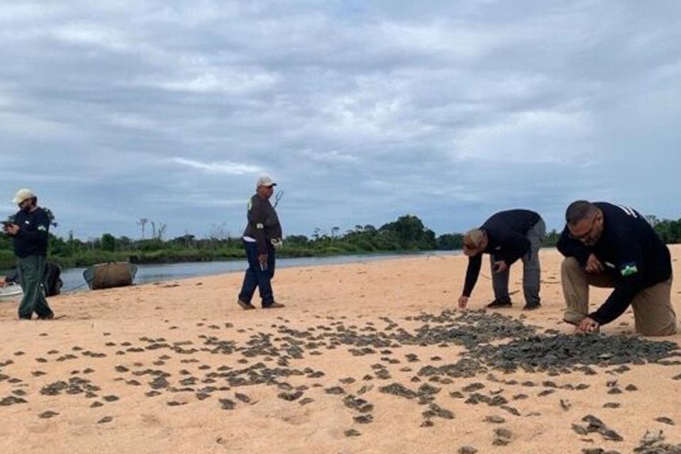 Ação realizada pelo governo promove soltura de mais de 177 mil filhotes de tartarugas no Parque Estadual 