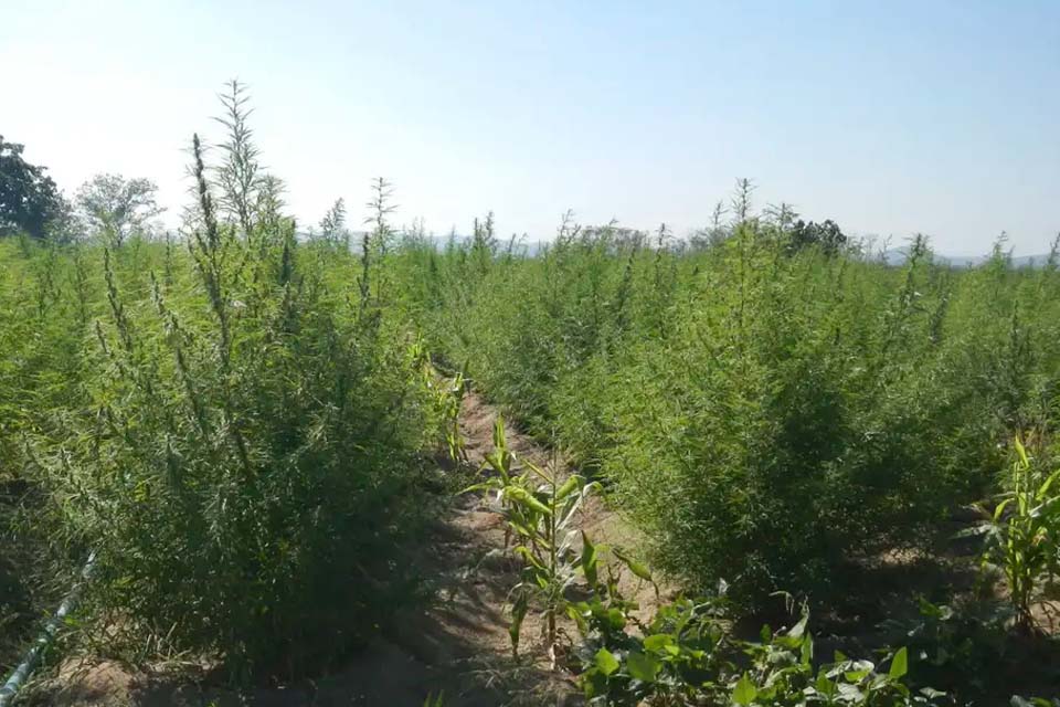 Supremo fixa 40g de maconha para diferenciar usuário de traficante