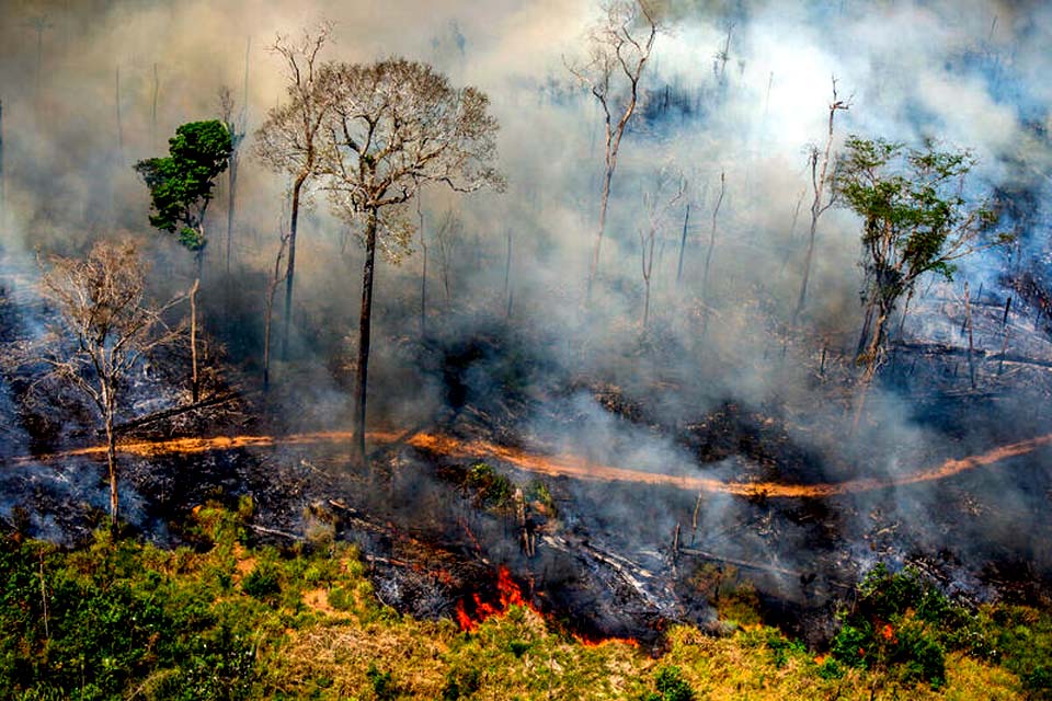 Alertas de desmatamento na Amazônia apontam queda em janeiro