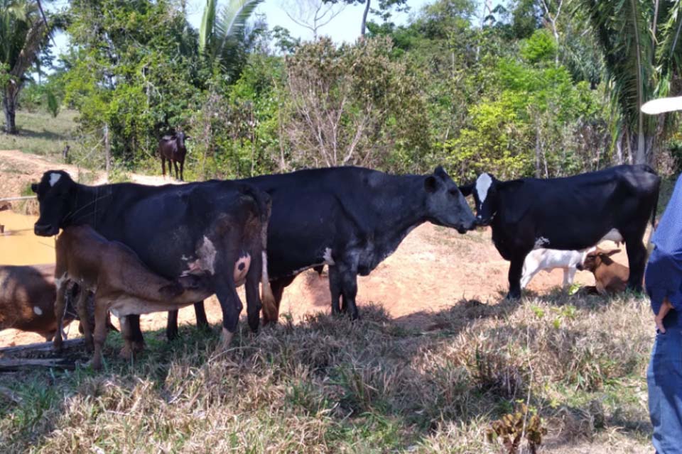 Produção agropecuária cresce em Porto Velho, sem descuidar do meio ambiente