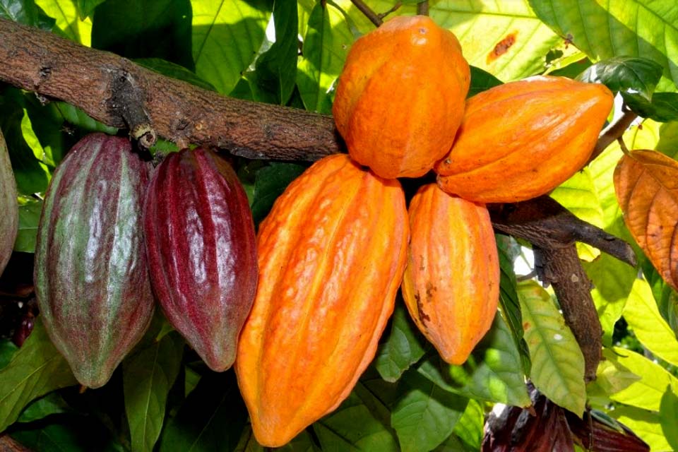 Seagri participa do 1º Workshop de Cadeias de Produção Prioritárias da Amazônia