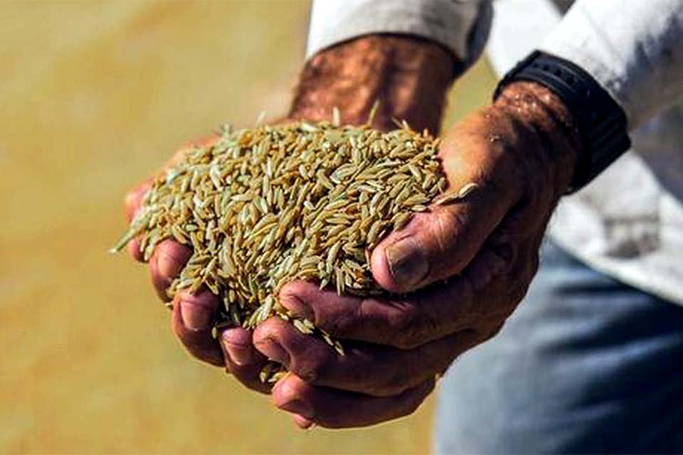 Arroz anã pode ser incluído como Indicação Geográfica no Brasil