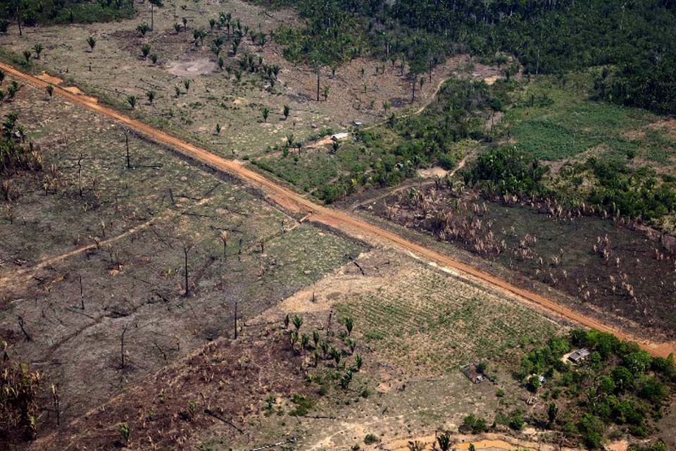 A cada segundo, 21 árvores são derrubadas na Amazônia; Rondônia tem um dos maiores registros de desmatamento