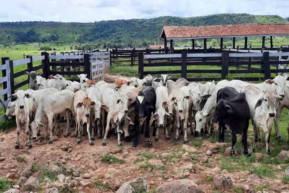 Polícia Civil deflagra operação e recupera 200 cabeças de gado furtadas