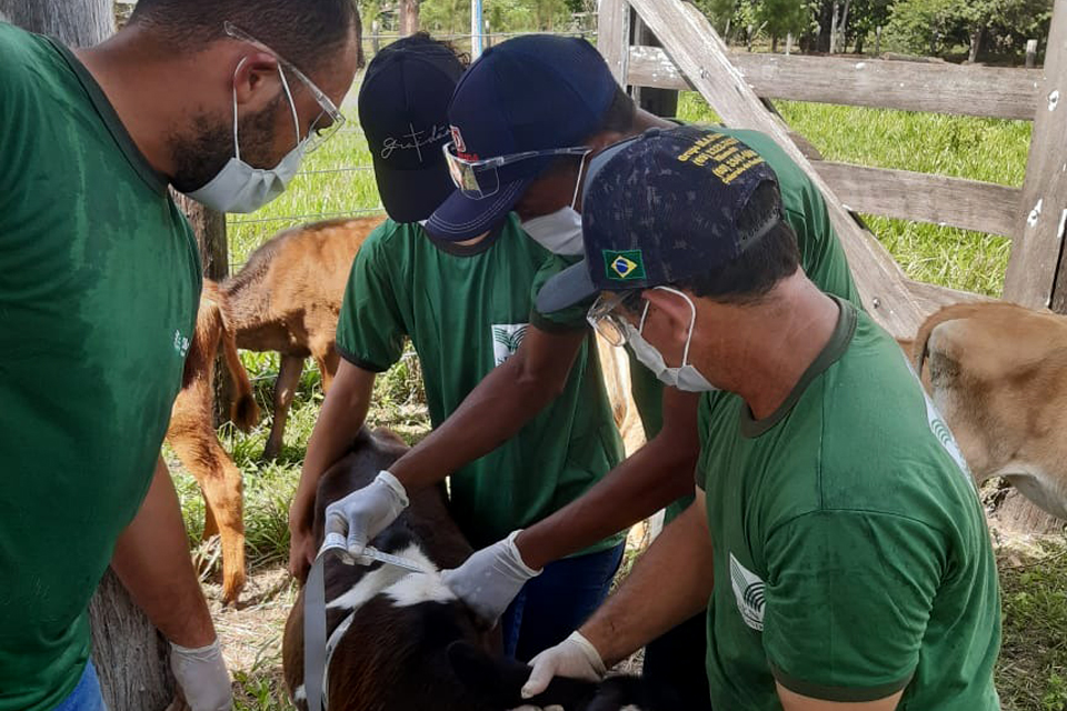 Trabalhadores rurais aprendem sobre vacinação e medicação de bovinos em parceria da Prefeitura com entidades