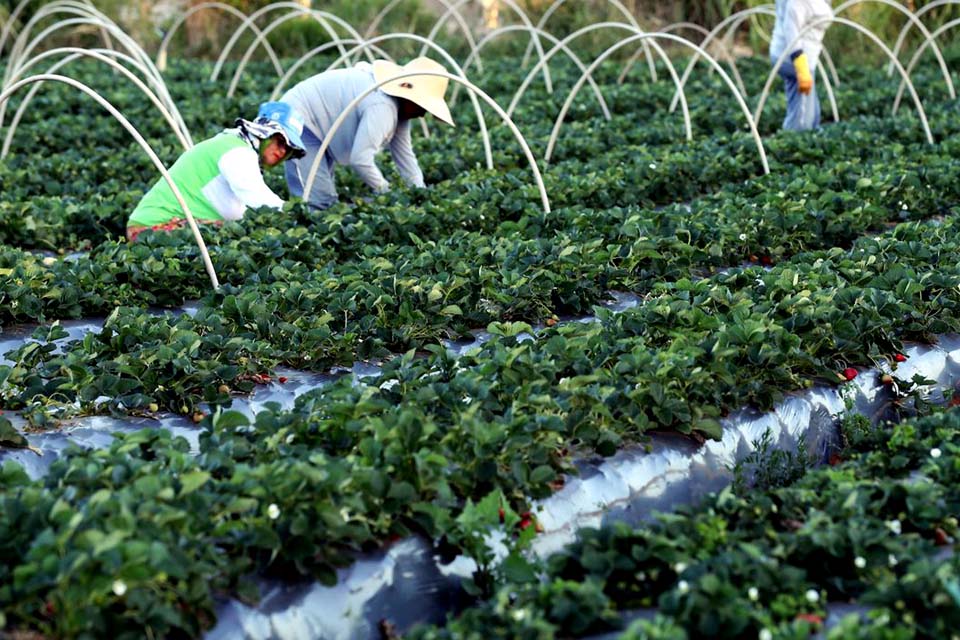 Agricultores têm perfil personalizado na plataforma Gov.br