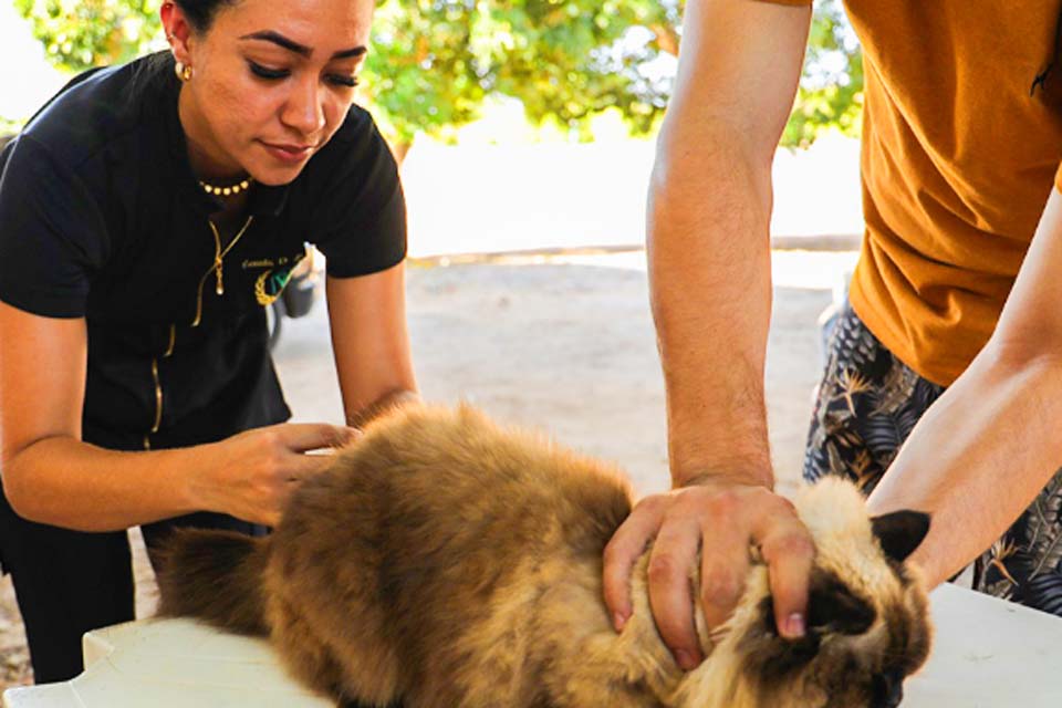  Unidade de Vigilância de Zoonoses realiza no dia 9 de novembro mais um Dia “D” de Vacinação Antirrábica