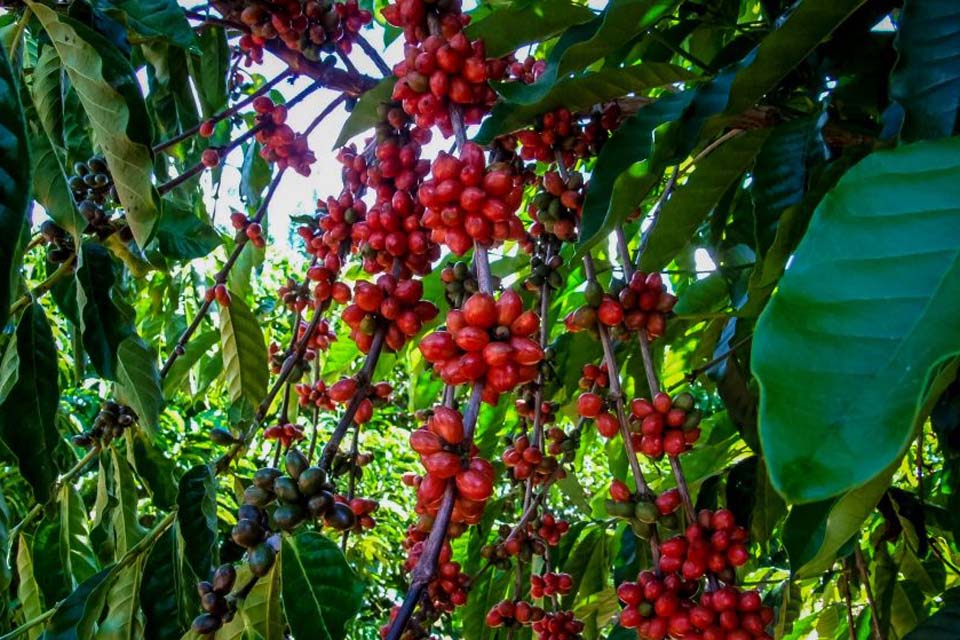 Lançamento da 1ª Feira Tecnológica Robustas Amazônicos vai destacar a importância da variedade do café para Rondônia