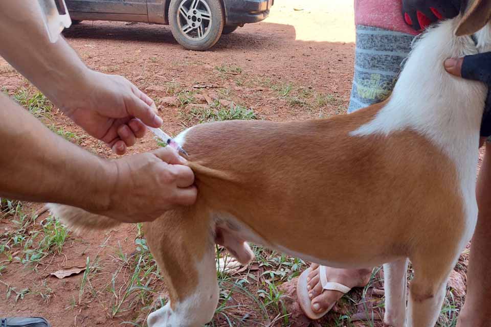 Vacinação animal itinerante é estratégia da Prefeitura para manter o controle da raiva