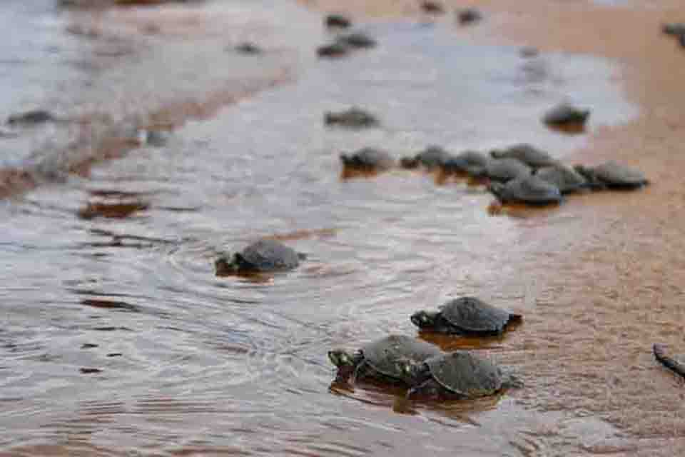 Ibama acompanha soltura de quelônios no Parque Estadual Corumbiara