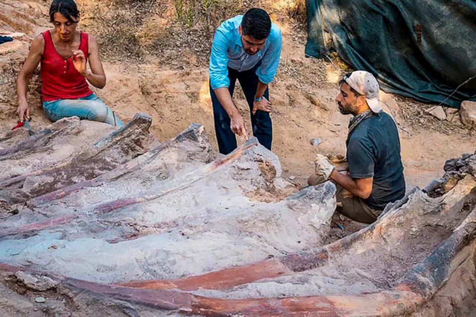 Paleontólogos desenterram em Portugal fóssil de um dos maiores dinossauros da Europa