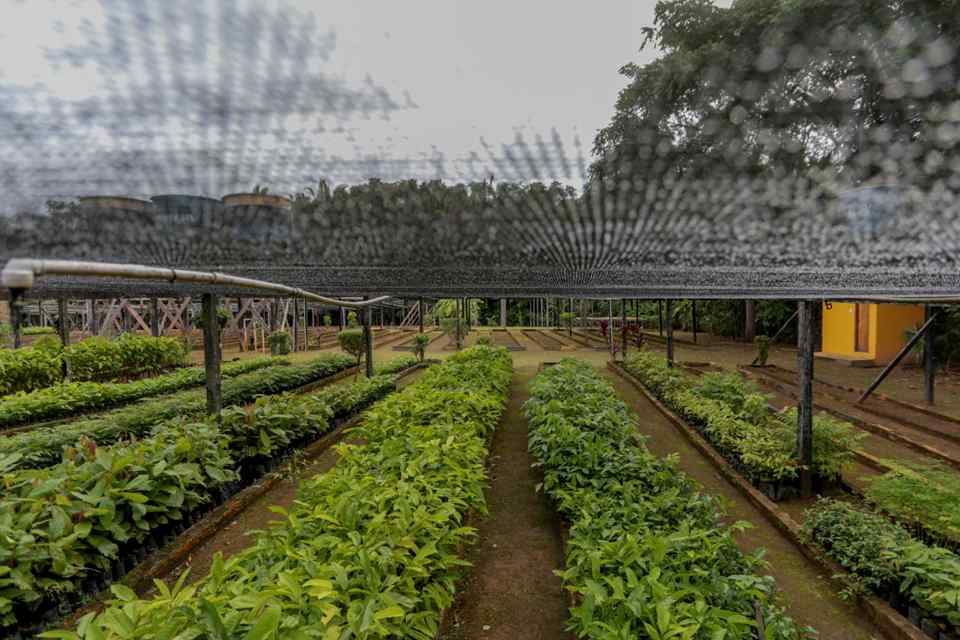 Viveiro municipal de Porto Velho doa cerca de 19 mil mudas de plantas em 2022