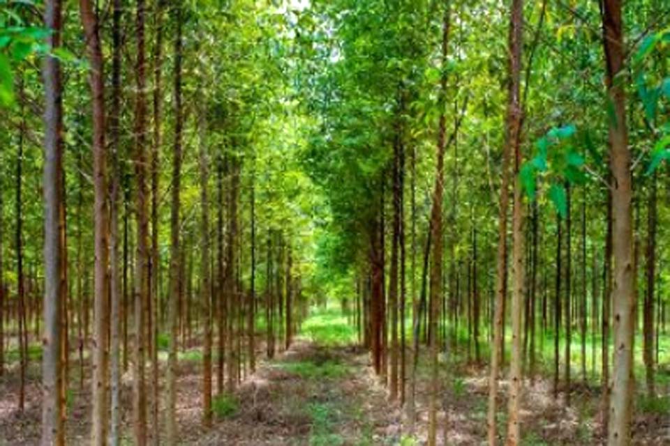 Calendário Florestal de Rondônia define restrições para proteção durante o período de chuvas