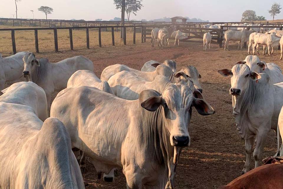 14 de outubro é Dia da Pecuária, uma das áreas que o IFRO tem dedicado pesquisa e estudo