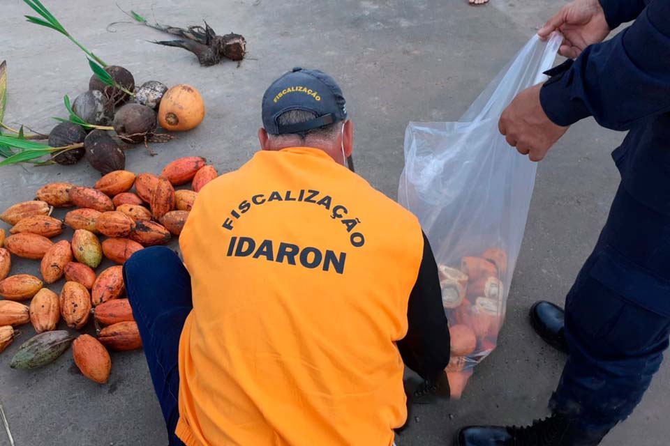 Idaron intensifica fiscalização para proteger lavoura de cacau rondoniense contra fungo